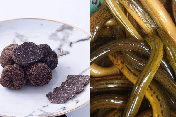松露可以和鱔魚一起吃嗎，松露能和草菇煮湯嗎