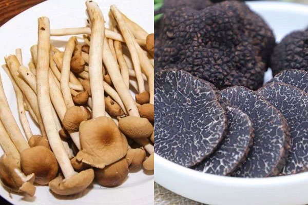 松露可以和茶樹菇一起吃嗎，松露能和蟲草花一起煲湯嗎