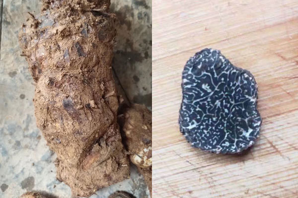 松露和茯苓是一樣的嗎 松露和茯苓是一樣的嗎