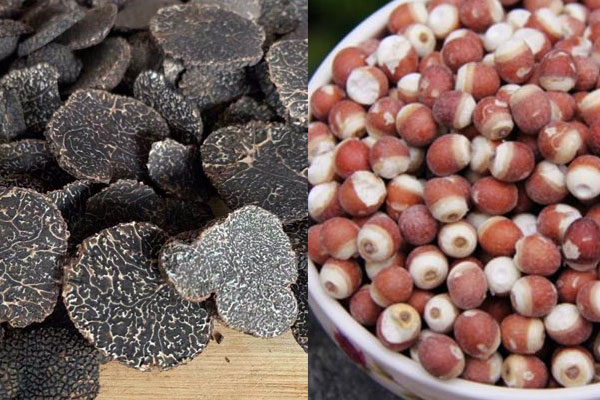 松露可以和芡實一起吃嗎，松露可以與黃芪燉雞嗎