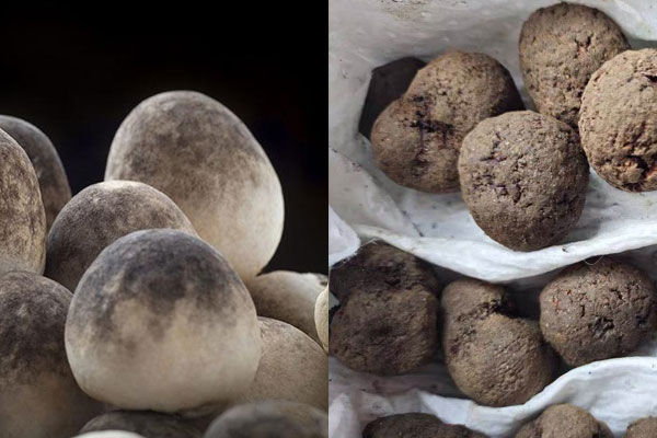 松露草菇湯的食用禁忌 松露草菇湯的食用禁忌