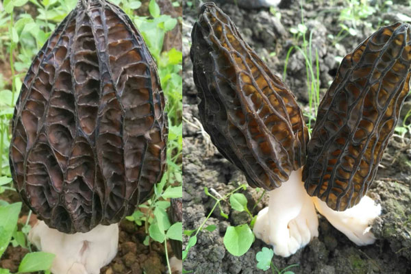 新鮮羊肚菌需要焯水嗎，羊肚菌做湯不放肉怎么做