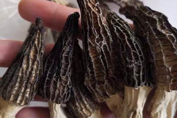 是不是越小的羊肚菌越貴 是不是越小的羊肚菌越貴