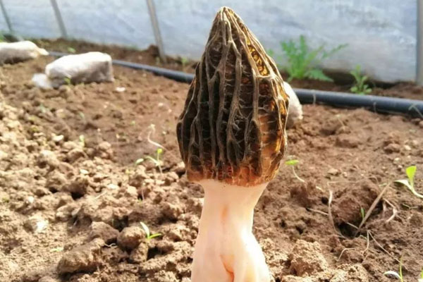 羊肚菌泡酒多久可以喝，海馬能和羊肚菌一起泡酒嗎