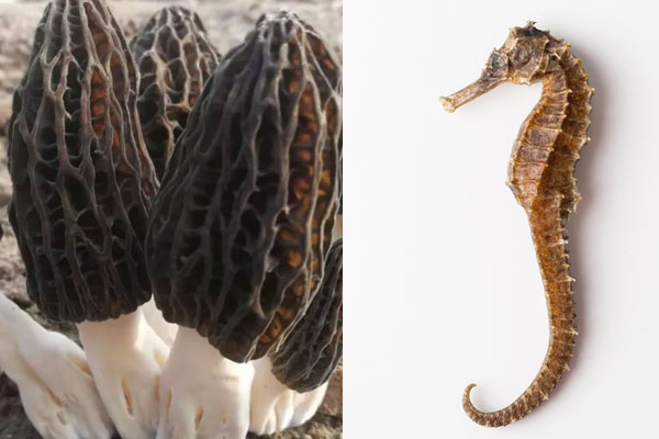 海馬可以和羊肚菌一起泡酒嗎 海馬可以和羊肚菌一起泡酒嗎