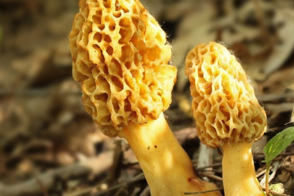 羊肚菌配什么藥材泡酒好 羊肚菌配什么藥材泡酒好