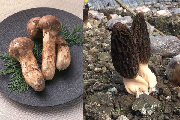 羊肚菌配什么藥材泡酒效果才最好，松茸和羊肚菌能同時泡酒嗎