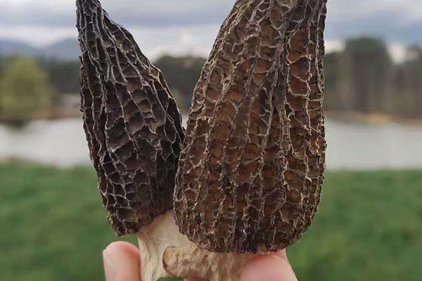 干羊肚菌一定需要泡發(fā)嗎 干羊肚菌一定需要泡發(fā)嗎