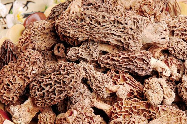 怎么看羊肚菌是不是野生的 野生羊肚菌小的貴還是大的貴