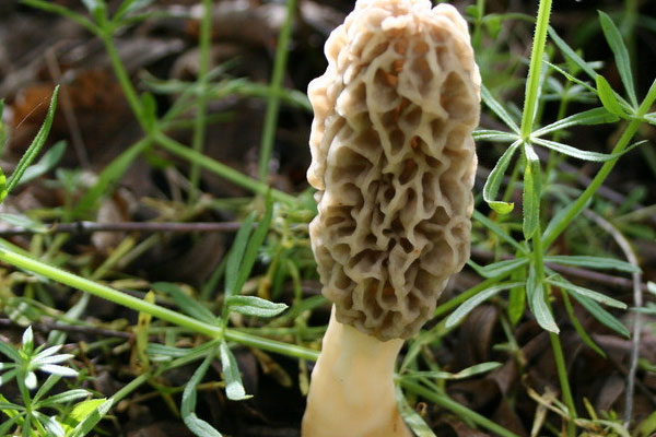 怎么分辨羊肚菌是不是野生的，野生羊肚菌大的貴還是小的貴