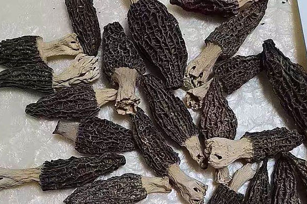 干羊肚菌怎么分等級(jí)，羊肚菌可以生吃嗎