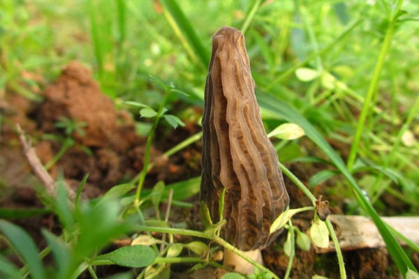 羊肚菌能生吃嗎 羊肚菌能生吃嗎