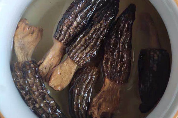 羊肚菌和黃芪可以一起泡水喝嗎 羊肚菌和黃芪可以一起泡水喝嗎