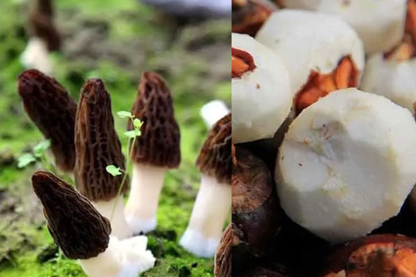 羊肚菌可以和馬蹄一起燉湯嗎，具有哪些食用禁忌