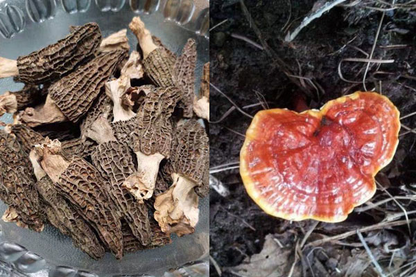 羊肚菌和靈芝哪個營養(yǎng)價值更高 羊肚菌和靈芝哪個營養(yǎng)價值更高