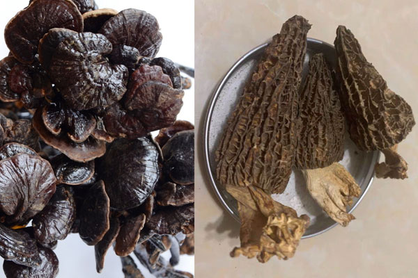 靈芝和羊肚菌哪個(gè)好，羊肚菌可以和靈芝一起煮嗎