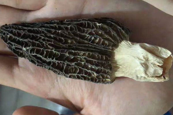 干羊肚菌能泡一晚上嗎 干羊肚菌能泡一晚上嗎