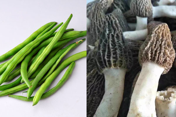羊肚菌可以和四季豆一起吃嗎，羊肚菌燉花膠什么時(shí)間喝好