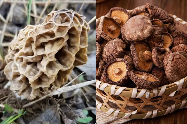 羊肚菌可以和香菇一起吃嗎，羊肚菌炒四季豆的禁忌