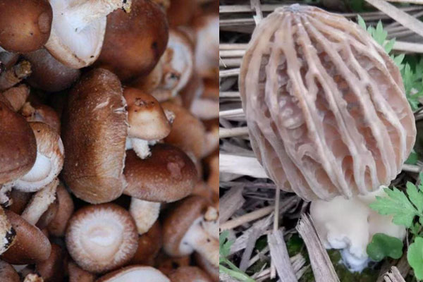 羊肚菌和香菇哪個(gè)好，干羊肚菌泡一晚上有毒嗎