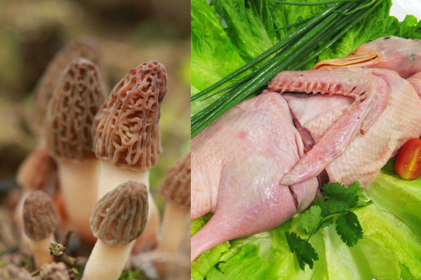 羊肚菌能不能跟老鴨一起燉 羊肚菌能不能跟老鴨一起燉