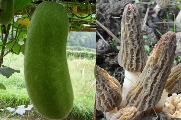 羊肚菌冬瓜湯的食用禁忌 羊肚菌冬瓜湯的食用禁忌