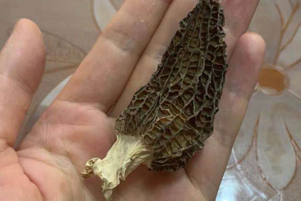 2歲孩子吃羊肚菌一次幾個 2歲孩子吃羊肚菌一次幾個