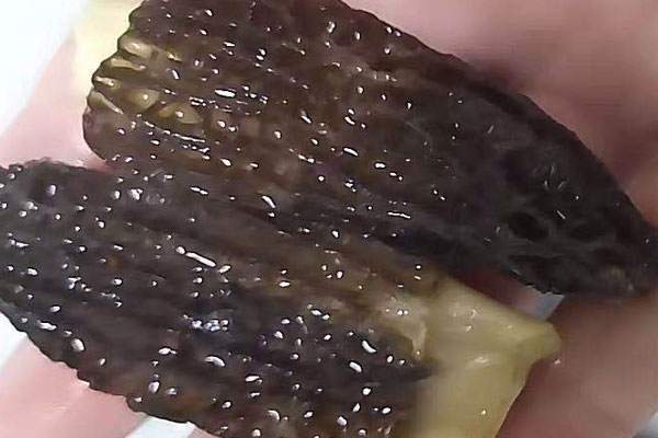 寶寶7個月的能吃羊肚菌嗎 寶寶7個月的能吃羊肚菌嗎