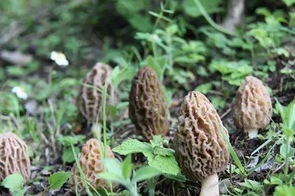 羊肚菌生長(zhǎng)周期有幾個(gè)月，5個(gè)人喝要放幾個(gè)羊肚菌