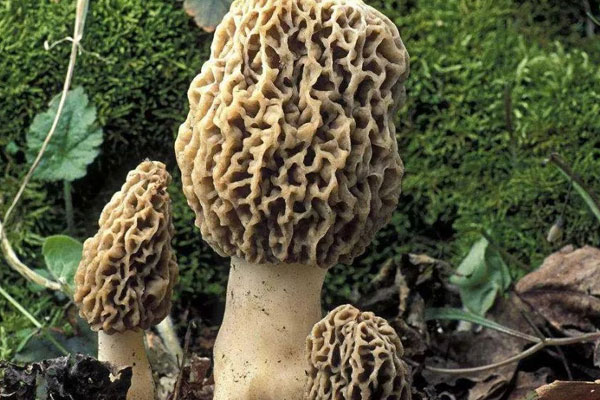 什么季節(jié)有野生的羊肚菌采 什么季節(jié)有野生的羊肚菌采