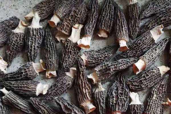 100克羊肚菌大概有幾個 100克羊肚菌大概有幾個