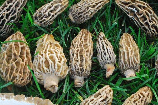 羊肚菌100克大概有幾個(gè)，好的羊肚菌一斤有多少個(gè)