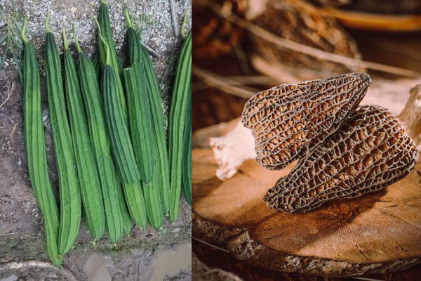 羊肚菌可以和絲瓜一起煲湯嗎，木瓜可以跟羊肚菌煲湯嗎