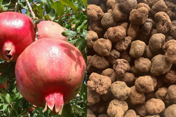 吃了松露湯能吃石榴嗎 吃了松露湯能吃石榴嗎