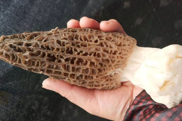 新鮮羊肚菌怎么保存最好，干羊肚菌可以放在冰箱保存嗎