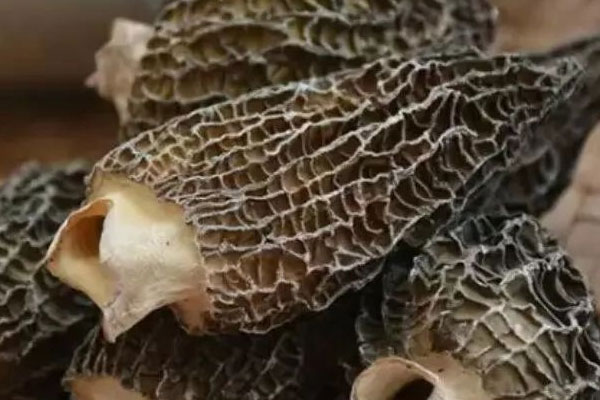 干羊肚菌能放在冰箱保存嗎 干羊肚菌能放在冰箱保存嗎