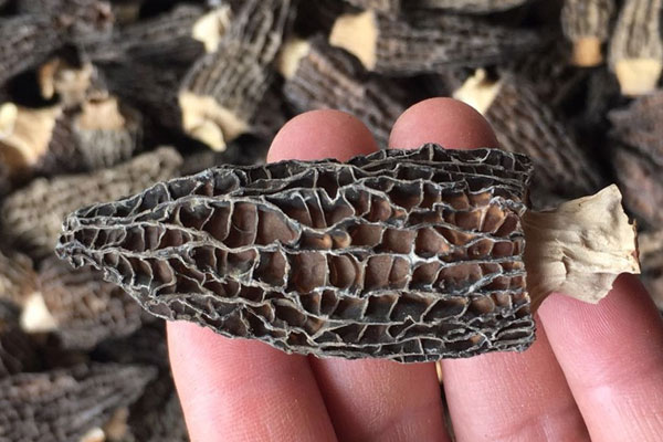 干羊肚菌放冰箱可以保存多久 干羊肚菌放冰箱可以保存多久