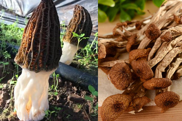 羊肚菌能和茶樹菇一起煲湯嗎，羊肚菌木瓜湯的功效作用