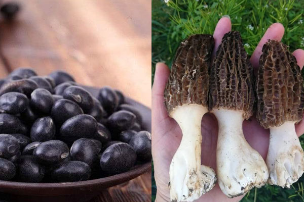 羊肚菌可以煲黑豆嗎，甲魚湯里可以放羊肚菌嗎