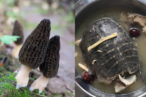 甲魚湯里能放羊肚菌嗎 甲魚湯里能放羊肚菌嗎