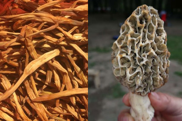 羊肚菌和黃花菜一起吃具有哪些功效作用 羊肚菌和黃花菜一起吃具有哪些功效作用