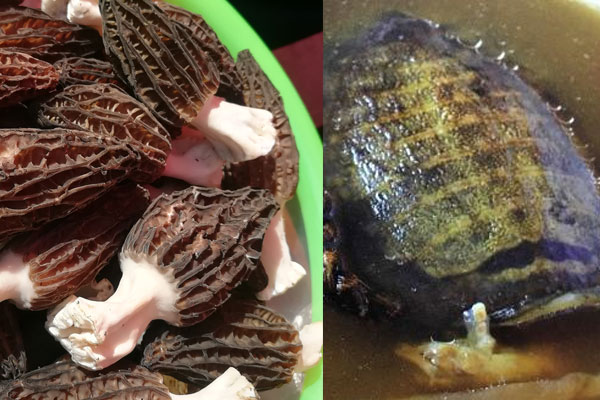 羊肚菌可以和黃花菜一起煲湯嗎，羊肚菌甲魚湯的功效作用