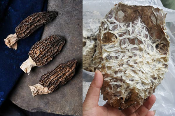 羊肚菌和刺龜魚可以一起煮嗎，羊肚菌可以煲魚嗎