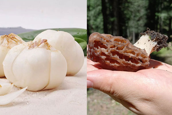 百合和羊肚菌能夠一起燉粥嗎 百合和羊肚菌能夠一起燉粥嗎