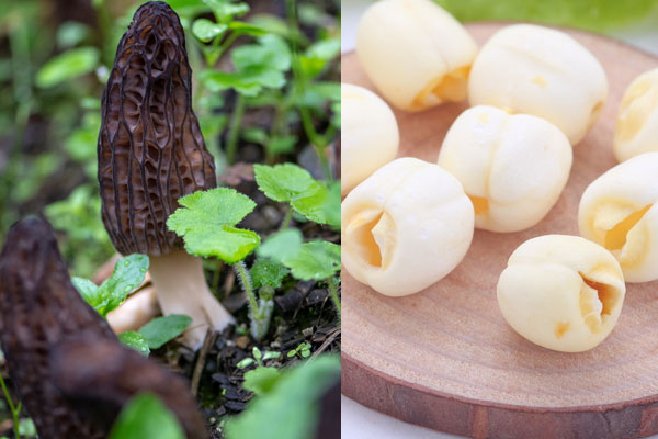 羊肚菌可以和蓮子同煮嗎，羊肚菌百合湯有哪些禁忌