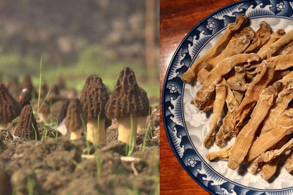 羊肚菌能和沙蟲一起吃嗎 羊肚菌能和沙蟲一起吃嗎