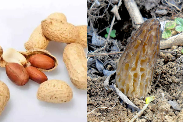 羊肚菌能和花生一起煮湯 羊肚菌能和花生一起煮湯