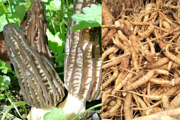 羊肚菌燉鴨湯的做法竅門，沙參和羊肚菌可以一起吃嗎