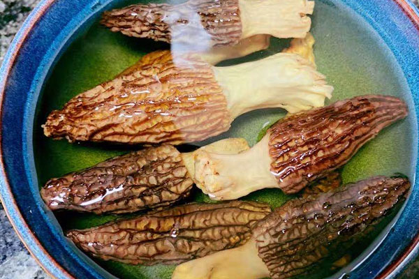 羊肚菌可以直接熬水喝嗎，羊肚菌是藥材嗎