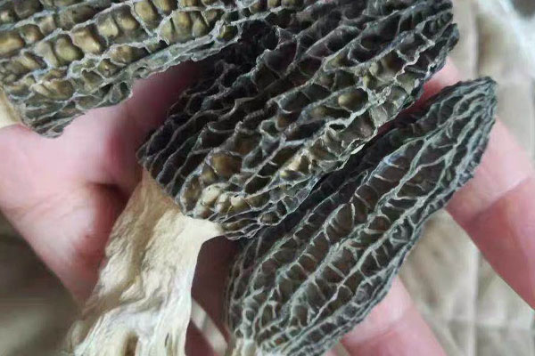 羊肚菌屬于藥材嗎 羊肚菌屬于藥材嗎